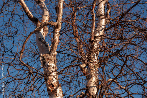 Birch and fir naked branches on the background of deep blue sky. Early spring in the sundown lights