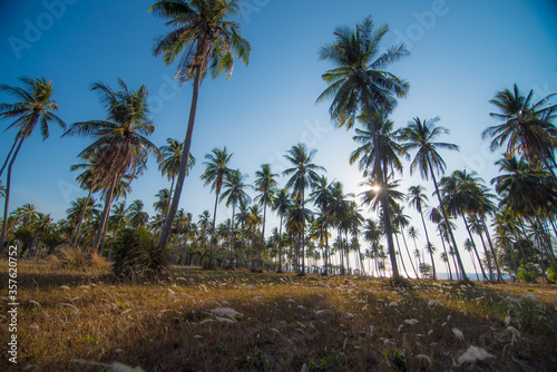 Fototapeta Naklejka Na Ścianę i Meble -  Beautiful tropical plam tree and whit flower island beach