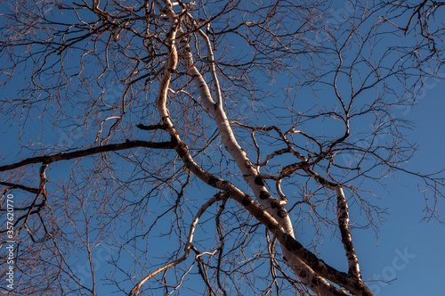 Birch and fir naked branches on the background of deep blue sky. Early spring in the sundown lights photo