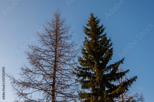 Birch and fir naked branches on the background of deep blue sky. Early spring in the sundown lights photo