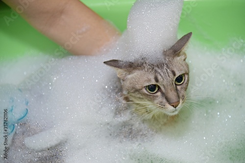 gray short-hair cat bath in bathtub