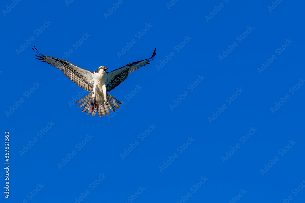 Fototapeta premium osprey in flight