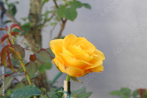 yellow rose in the garden