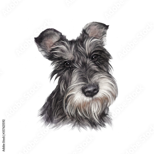 Realistic Portrait of Scottish Terrier dog isolated on a white background. Animal art collection: Dogs. Hand Painted Illustration of Pets. Art background for pillow, T-shirt, cover. Design Template