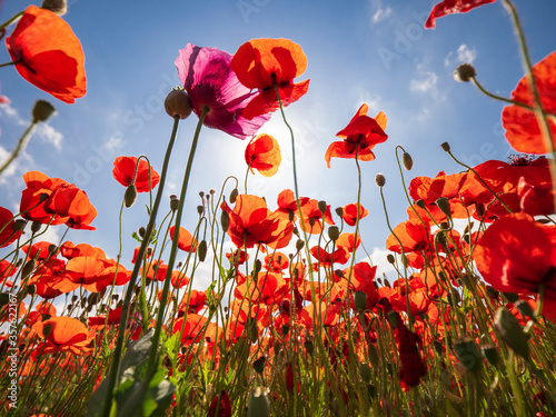 Poppy flowers (Papaver rhoeas) against the blue sky in summer morning