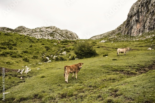 Cow in the Asturian mountains, Spain.