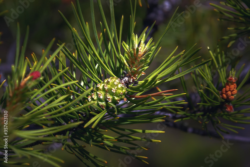 Pine branch with a young cone in the sunshine