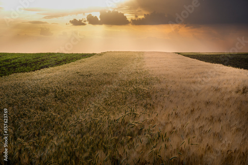 Open wheat field at sunset.