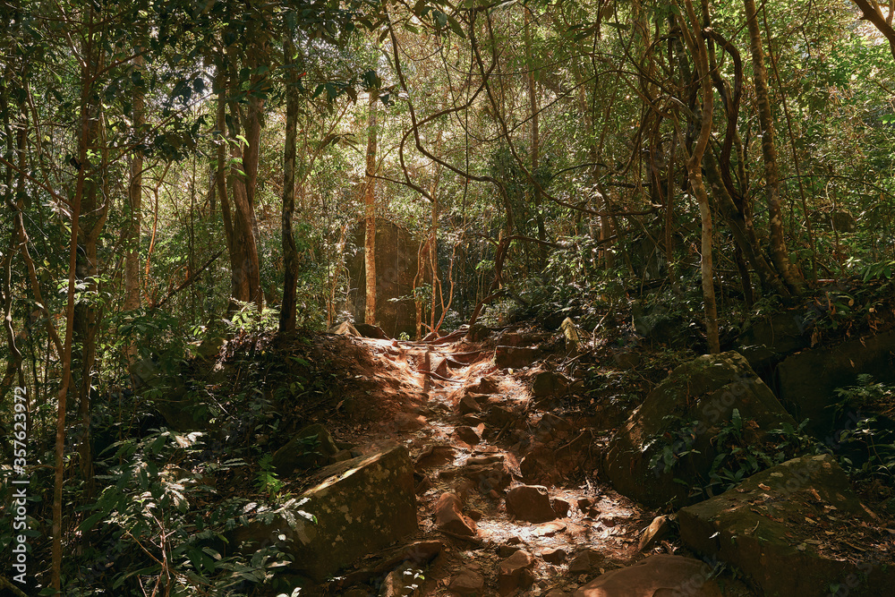 Obraz premium View of uphill Phu Kradueng Mountain seeing sunshine light pass through those tree in autumn season.