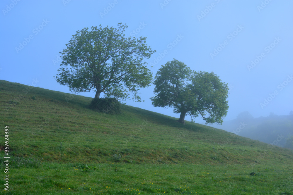 English spring landscape with two Ash trees on the hill in early morning mist, Dorset, England English spring landscape with two Ash trees on the hill in early morning mist, Dorset, England