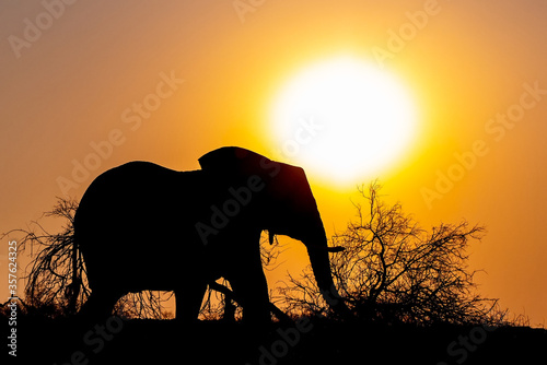 Elephant Sunset / Madikwe Game Reserve of South Africa