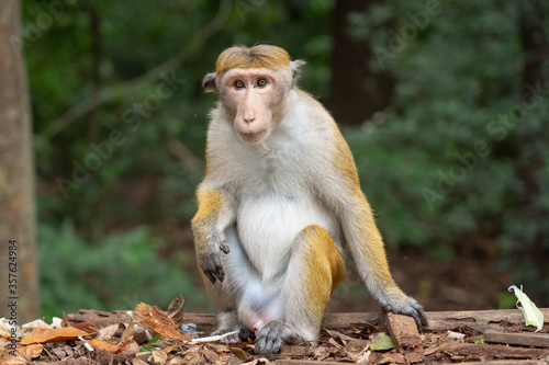 A funny and serious looking monkey with a goofy haircut is staring into the camera. © Elias