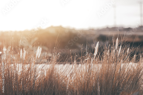beautiful abstract grass texture on sunset with reflections and rays of sun