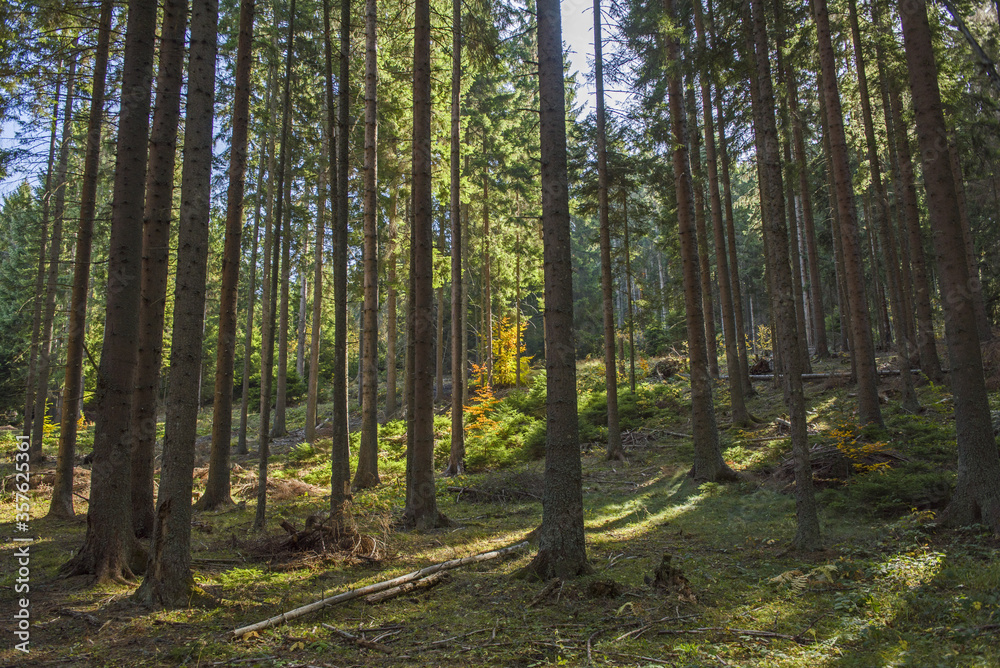 Deep spruce forest in the wild. Autumn scene on mountain. Deep spruce forest in the wild. Autumn scene on mountain.