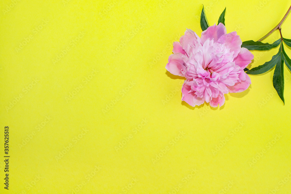 Naklejka premium Yellow background with peonies flowers and place for text.