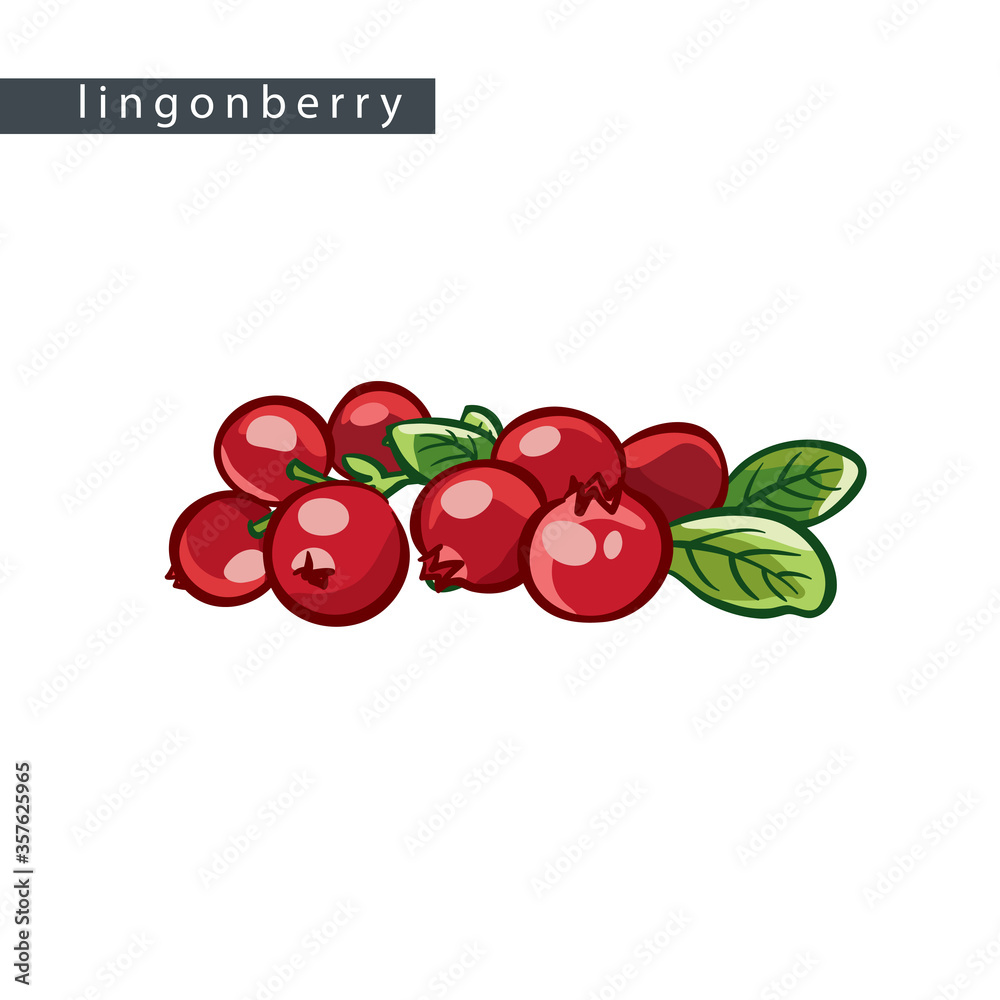 Obraz premium sketch_lingonberry_eight_berries