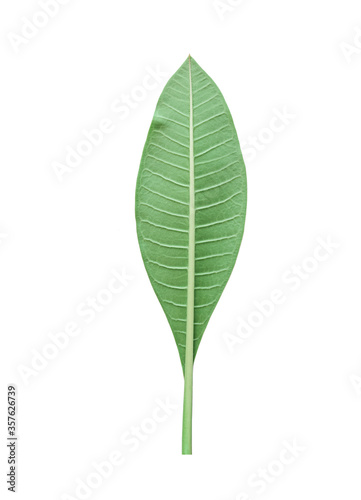 closeup single frangipani green leaves back side isolated on white background with clipping path.