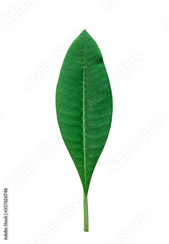 closeup single frangipani green leaves front side isolated on white background with clipping path.