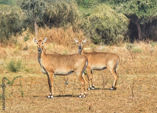 Beautiful view of the deers.