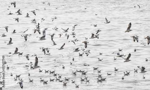 Beautiful view of the seagulls flying.