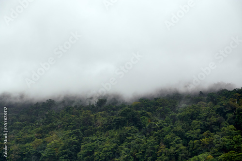 Rain forest in Masoala National Park, Madagascar