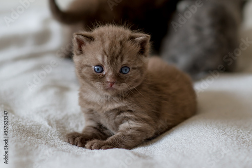 Little chocolate kitten british short hair 2-3 week old