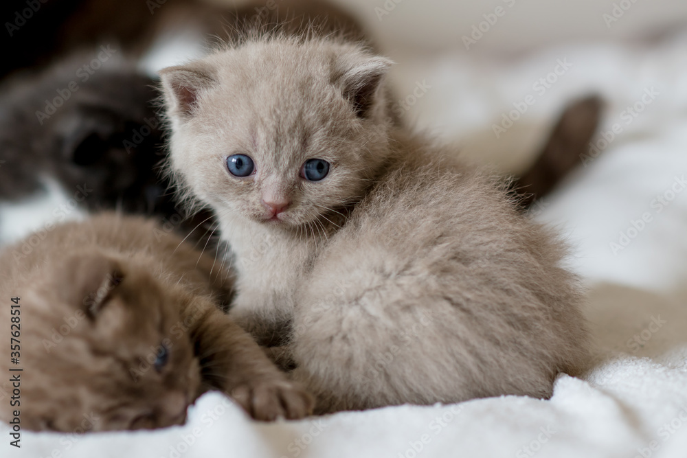portrait of lilac british short hair kitten.
little and funny 2-3 weeks old kitten with soft color hair portrait of lilac british short hair kitten.
little and funny 2-3 weeks old kitten with soft color hair
