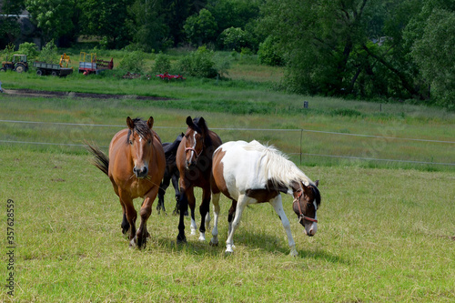 beautiful horses on a pasture in the countryside on a summer day