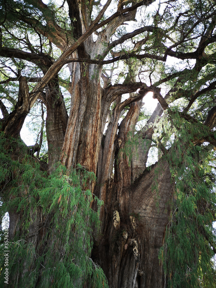 The Tule Tree canopy. The widest tree in the world. Stock Photo Adobe