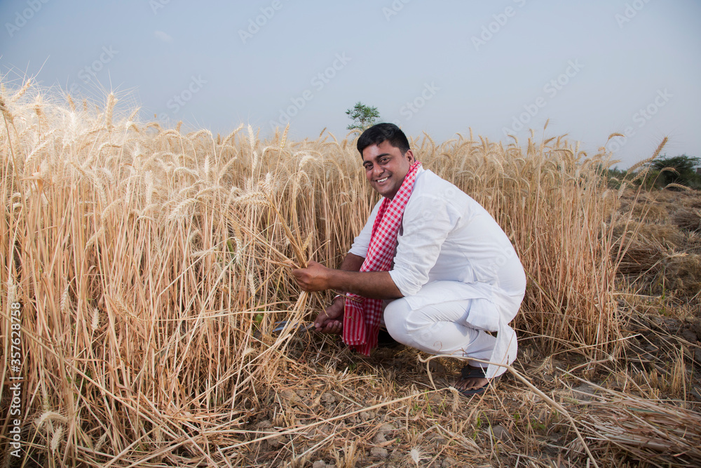 Farmer harvesting wheat crops in a wheat field Farmer harvesting wheat crops in a wheat field