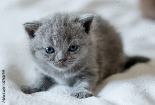 A little cute blue kitten british short hair 2-3 week old
