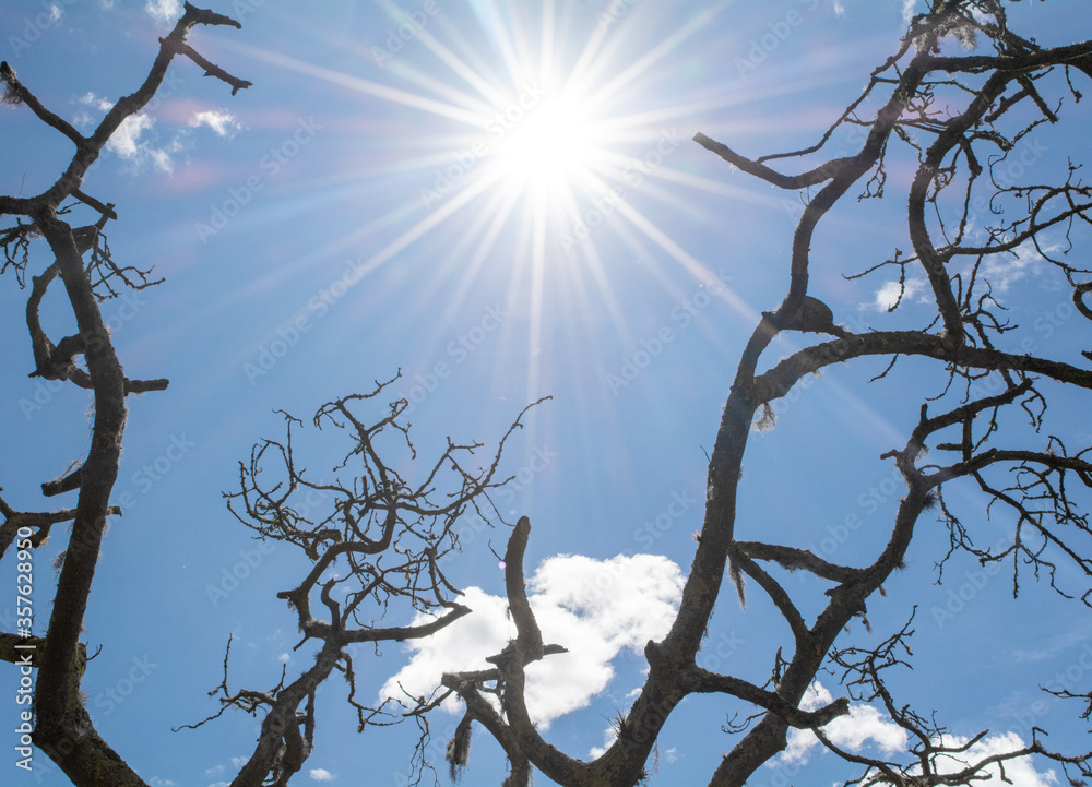 tree branches against blue sky tree branches against blue sky