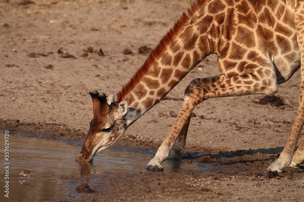 Obraz premium Giraffe Drinking