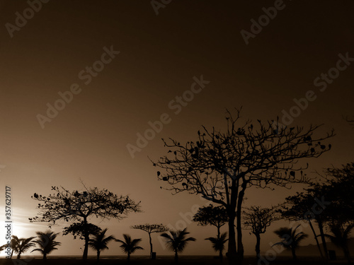 silhouette of a tree