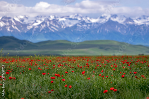 Red poppy field in Kazakhstan next to border of Kyrgyzstan at the high plateau with China behind the mountains at the background.