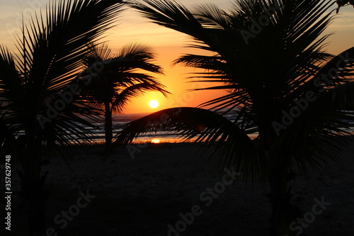 palm tree sunset