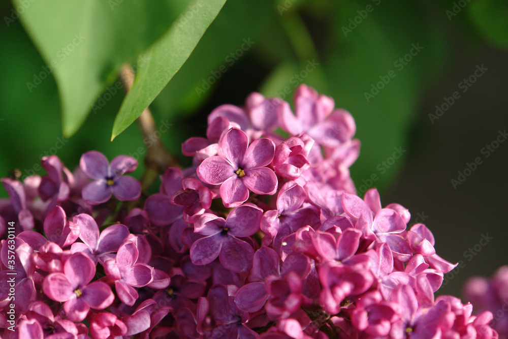 A lilac luck - flower with five petals among the four-pointed flowers of bright pink lilac (Syringa) of the 'India' variety, close up, selective focus. The magic of lilac flowers A lilac luck - flower with five petals among the four-pointed flowers of bright pink lilac (Syringa) of the 'India' variety, close up, selective focus. The magic of lilac flowers