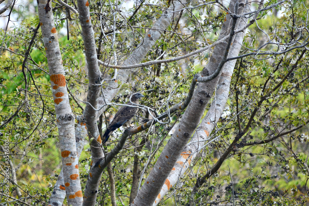 Fototapeta premium spring in the forest