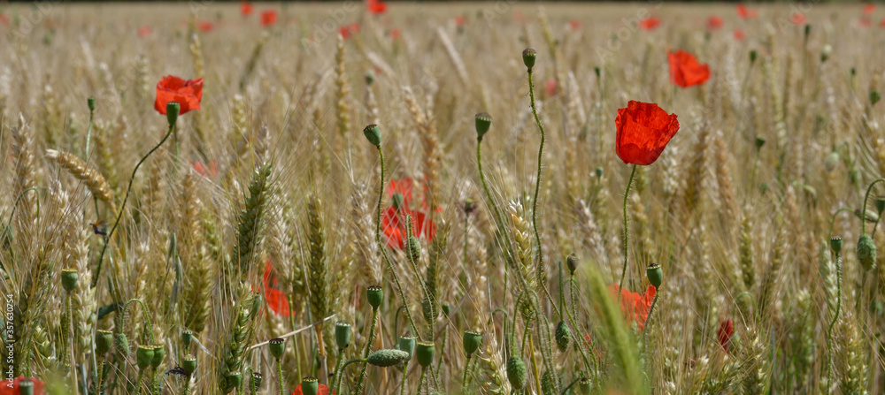 Fototapeta premium Petits coquelicots dans champ d'orge