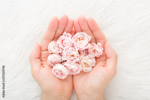 Beautiful small pink roses in woman palms on white fluffy fur blanket background. Soft color. Closeup. Point of view shot. Top down view.