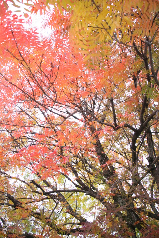 楷の木の紅葉