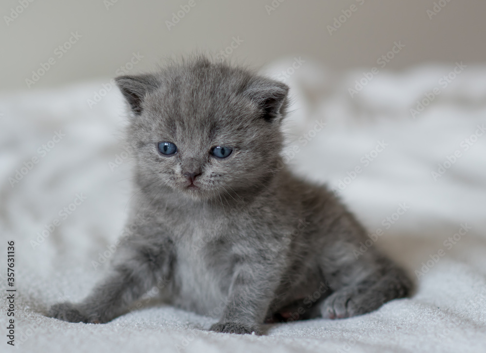 A little  cute blue kitten british short hair 2-3 week old