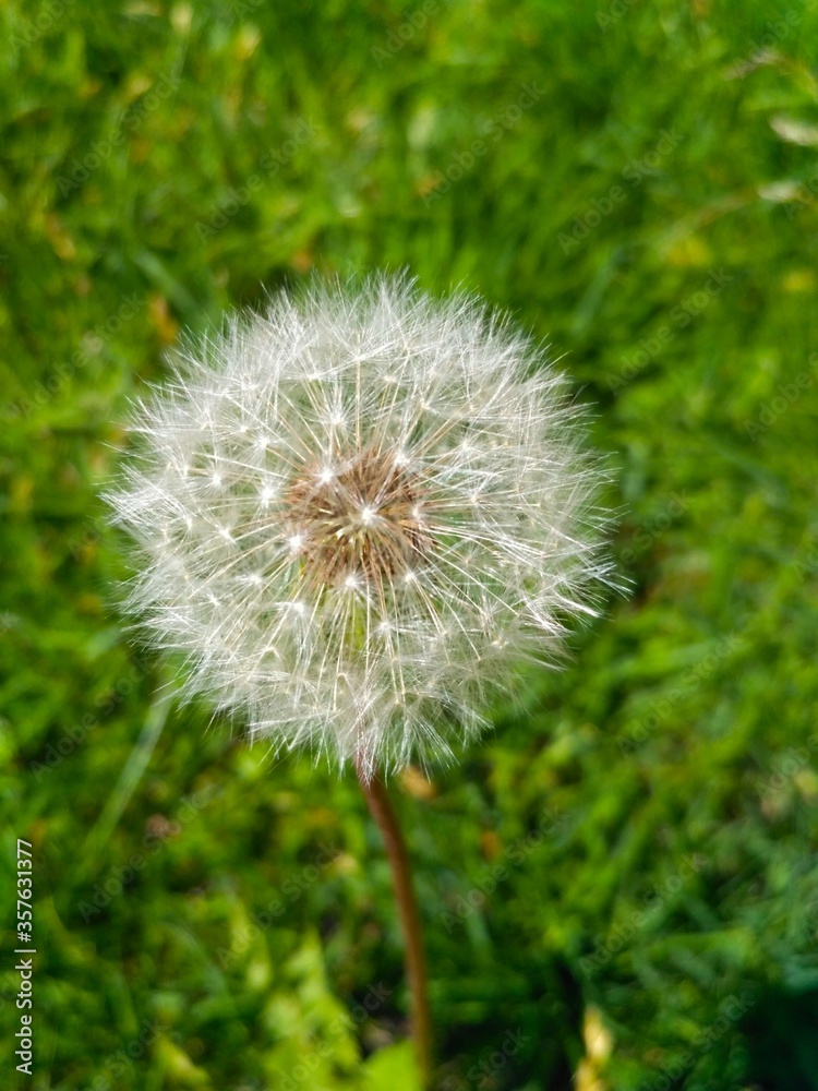 Naklejka premium dandelion on green grass background