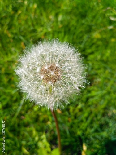 dandelion on green grass background