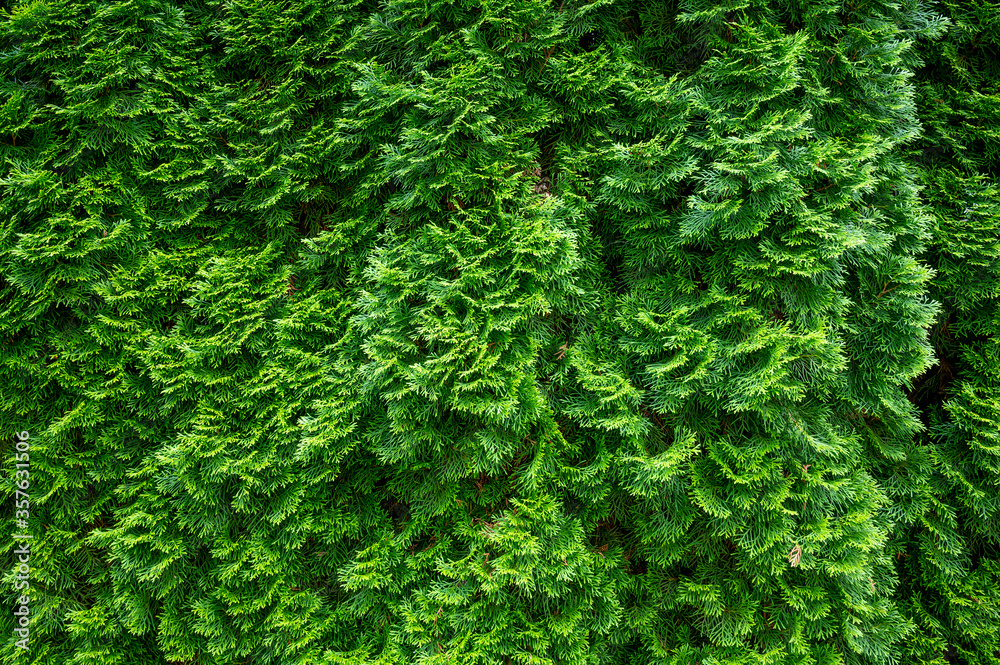 tuja hedge in juicy fresh green with interesting light effects - obrazy, fototapety, plakaty 
