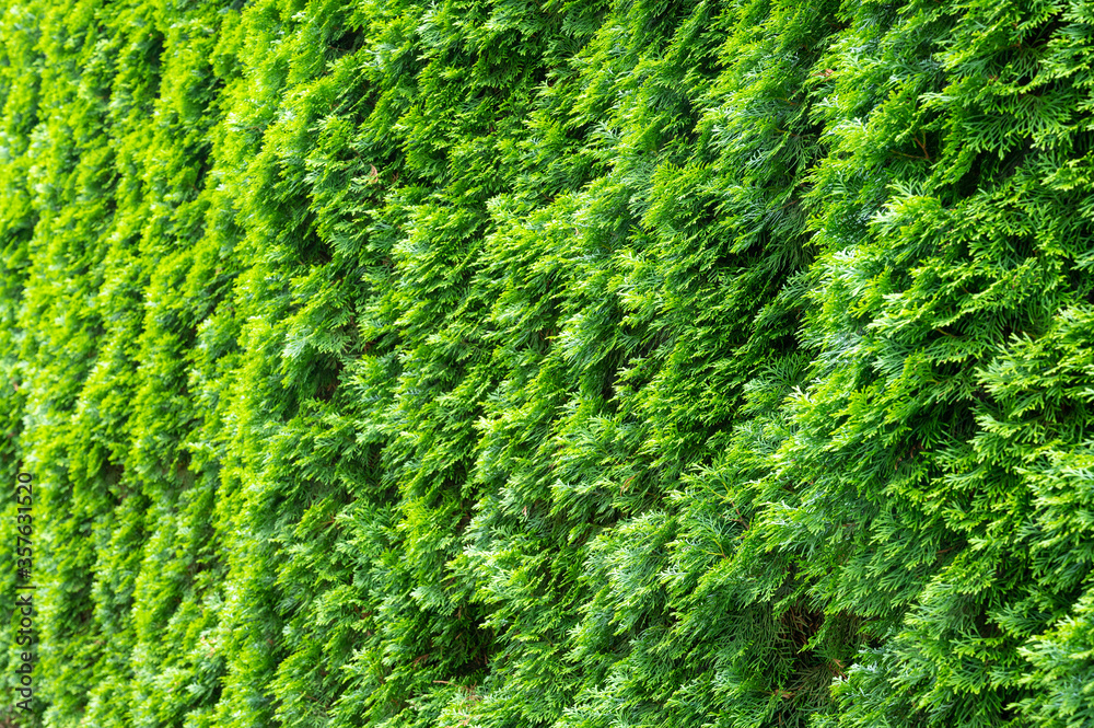tuja hedge in juicy fresh green with interesting light effects tuja hedge in juicy fresh green with interesting light effects