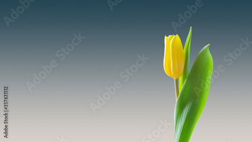 Fototapeta Naklejka Na Ścianę i Meble -  Wallpaper yellow tulip flower background