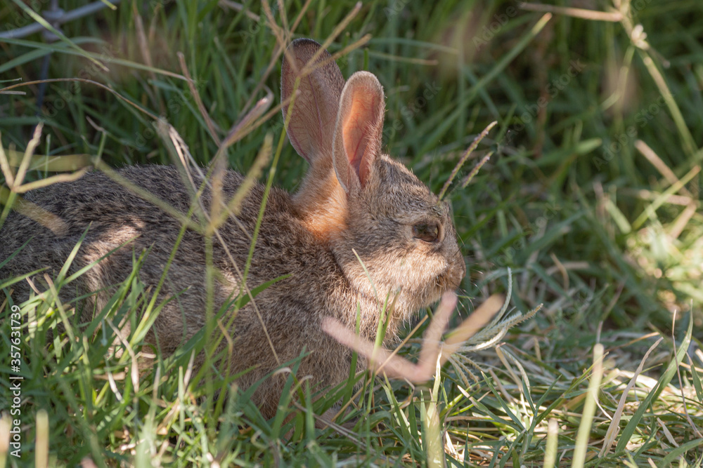 Fototapeta premium Cute Young Cottontail Rabbit