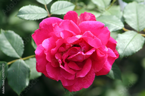 Fototapeta Naklejka Na Ścianę i Meble -  Paul`s Scarlet Climber large-flowered large-flowered rose
