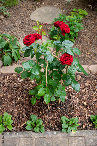 red roses in a front garden with rankhilfe